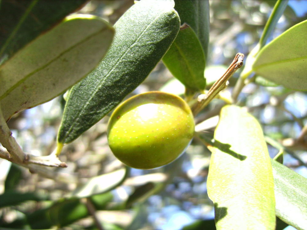 aceite de oliva hojiblanca comprar online