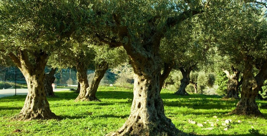 Aceite de oliva ecológico picual almazara andres aguilar aove jaen linares