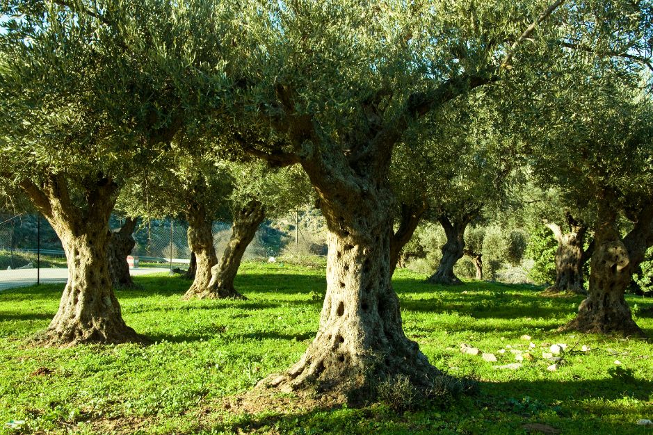 Aceite de oliva ecológico picual almazara andres aguilar aove jaen linares